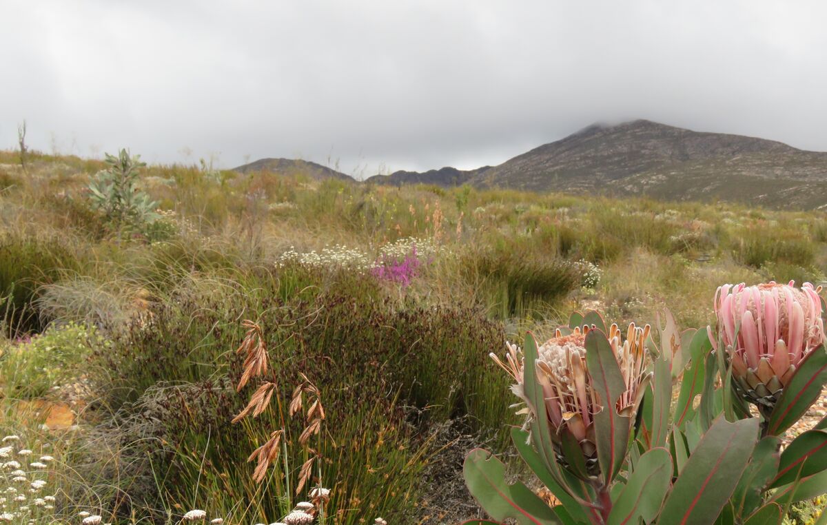 The Kouga Mountains of South Africa